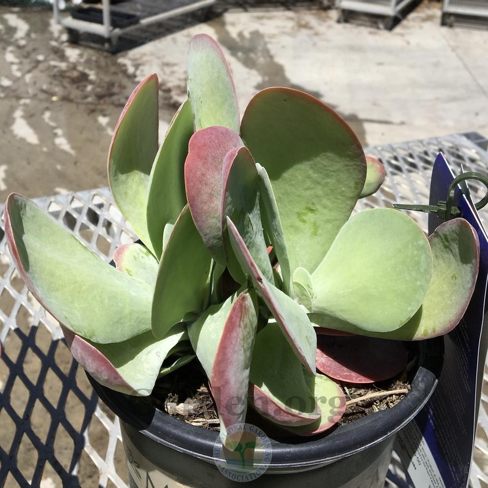 Paddle Plant (Kalanchoe thyrsiflora 'Desert Rose') in the Kalanchoes