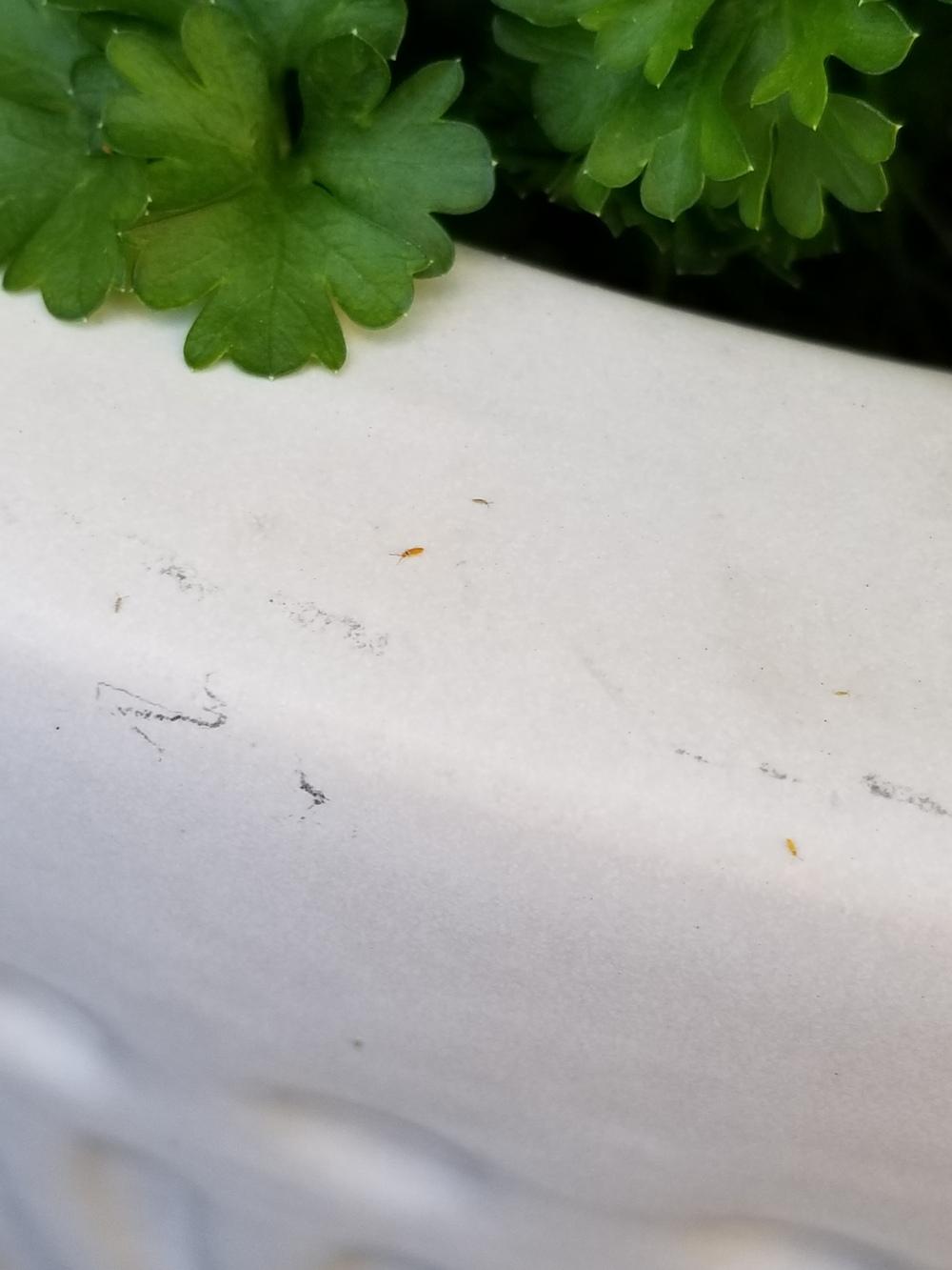 What is Eating my Butterfly Garden? in the Ask a Question forum