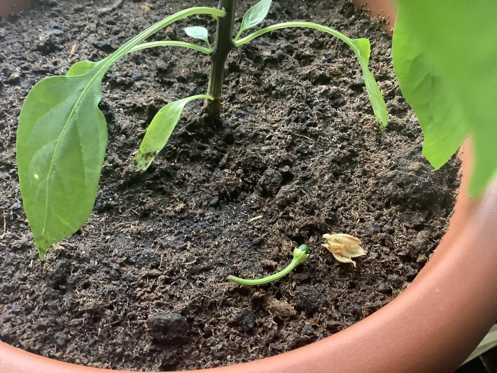 Does anyone know why My peppers are falling off the plant in the