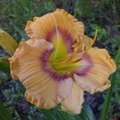 Location: Nocona,Texas zn.7 My gardensDate: May 26,2021beautiful colors found in this one!