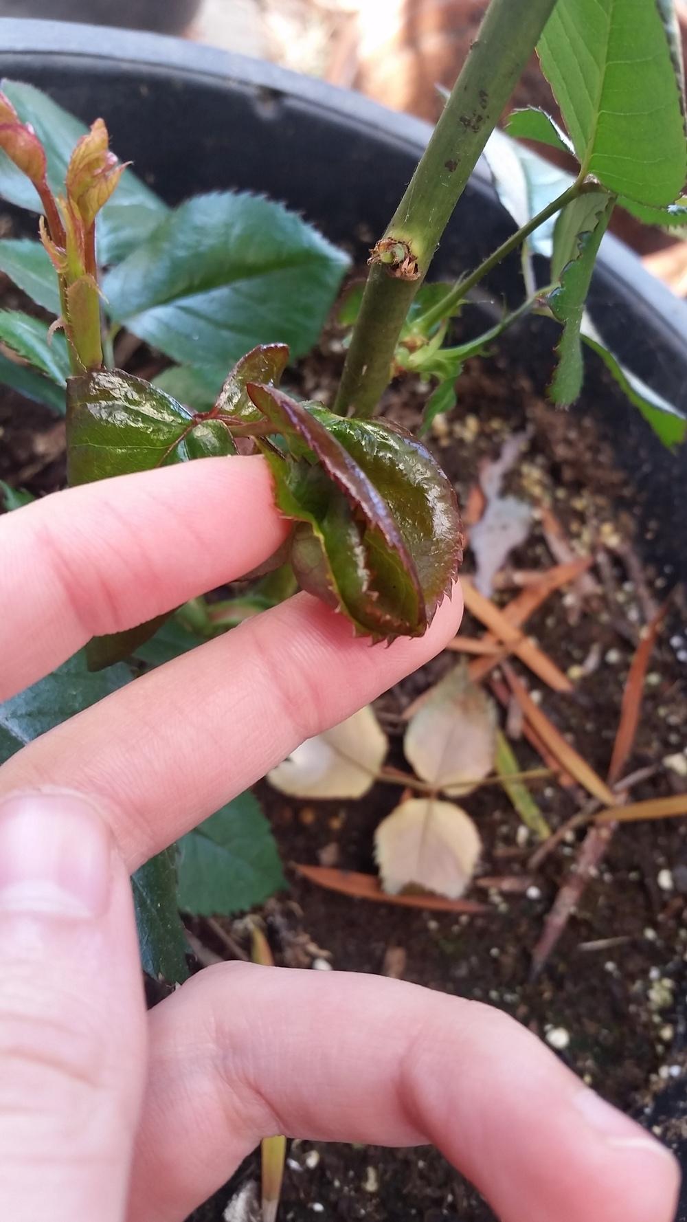 I need advice please! New growth is curling and deformed in the Roses