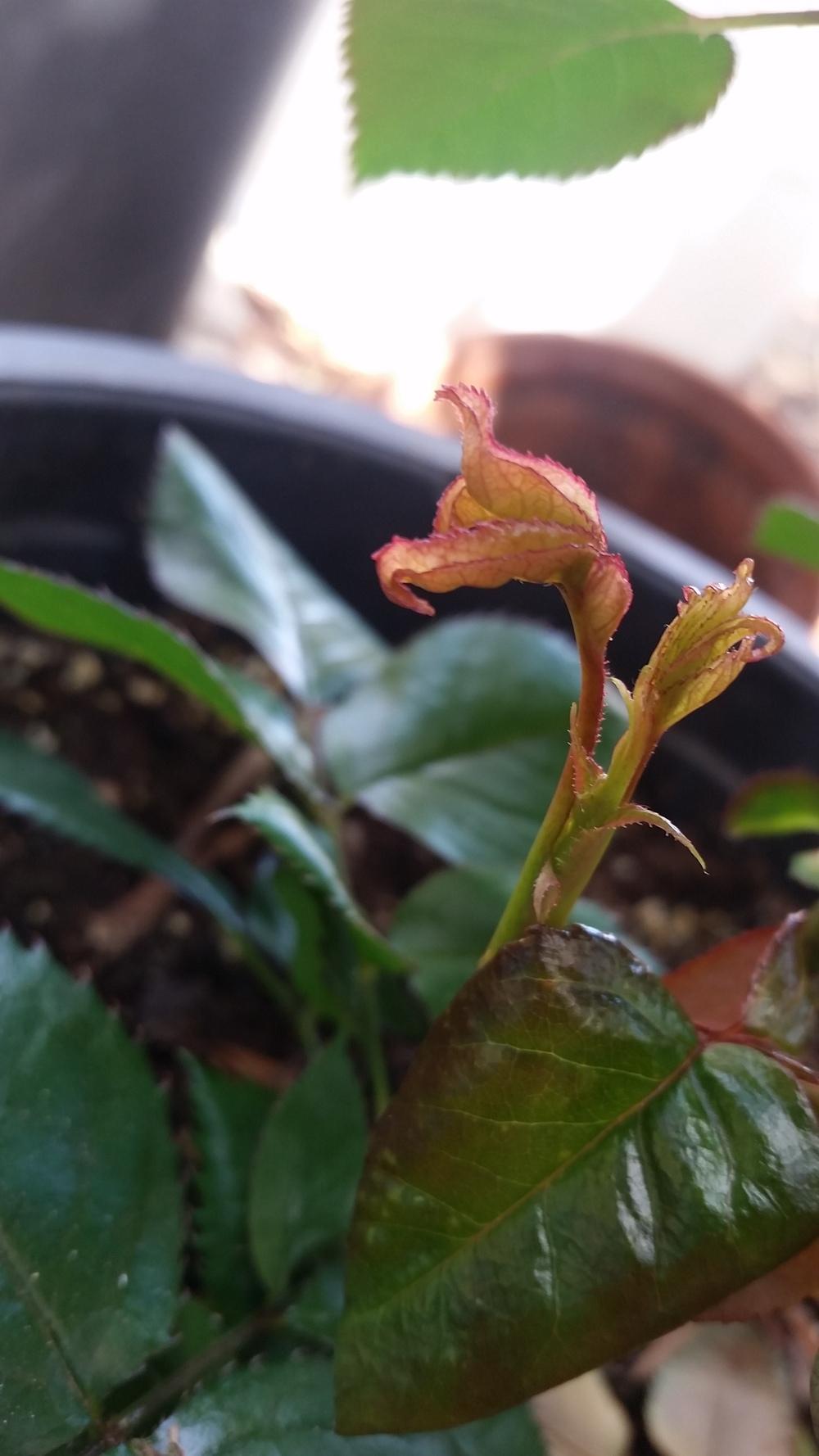 Deformed Roses I need advice please! New growth is curling and deformed in the Roses ...