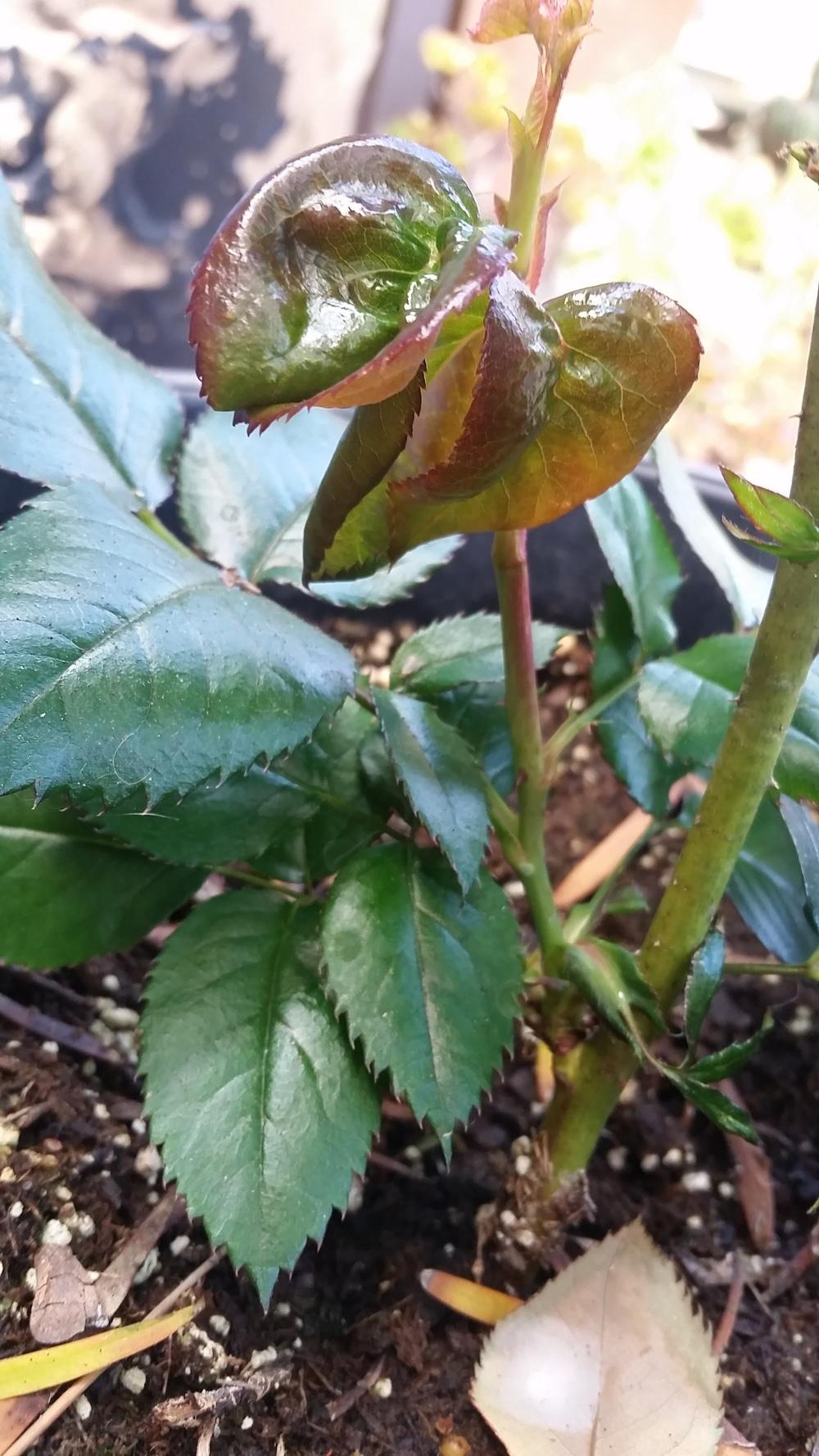 Deformed Roses I need advice please! New growth is curling and deformed in the Roses ...