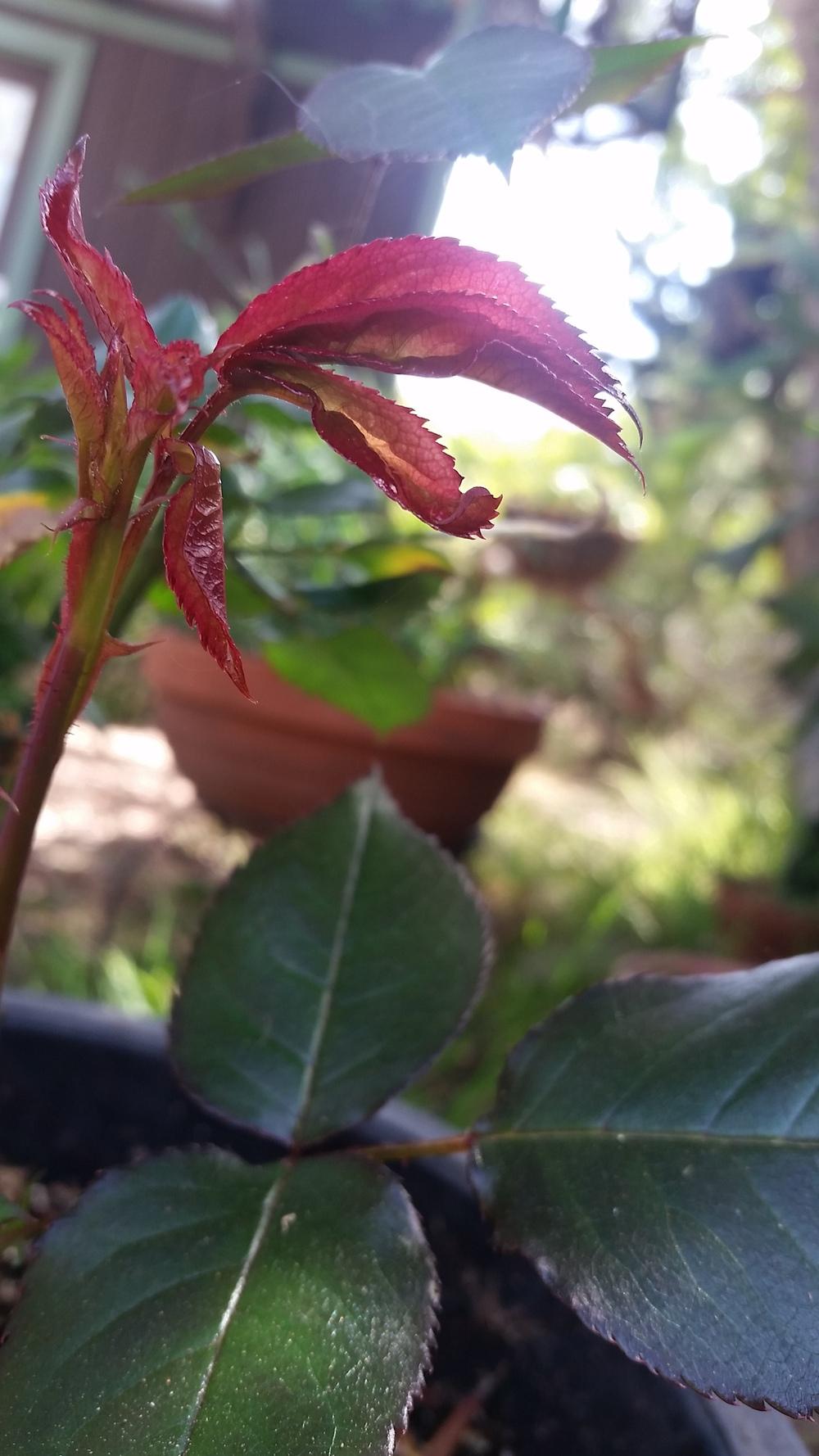 I need advice please! New growth is curling and deformed in the Roses