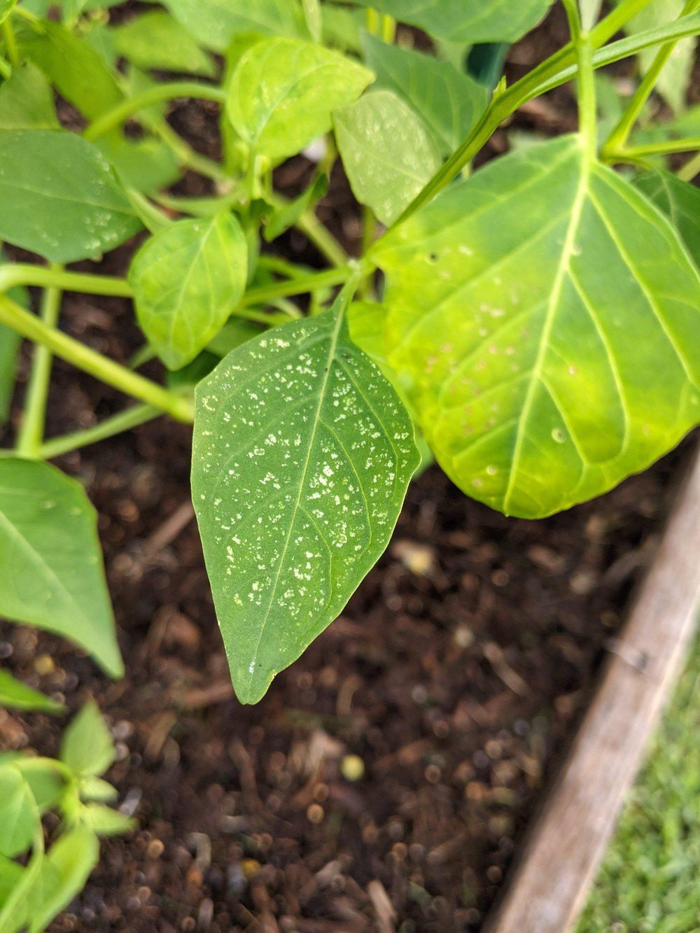 Tomatillo yellow leaves and spots in the Pests and Diseases forum