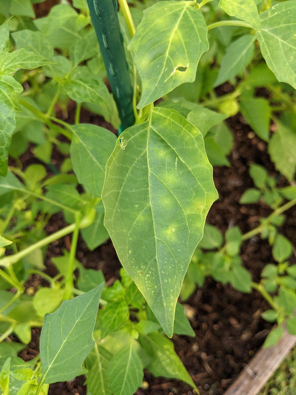 Tomatillo yellow leaves and spots in the Pests and Diseases forum