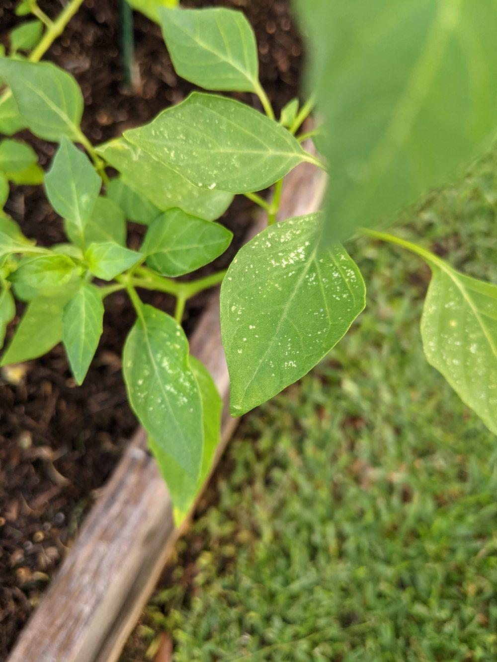 Tomatillo yellow leaves and spots in the Pests and Diseases forum