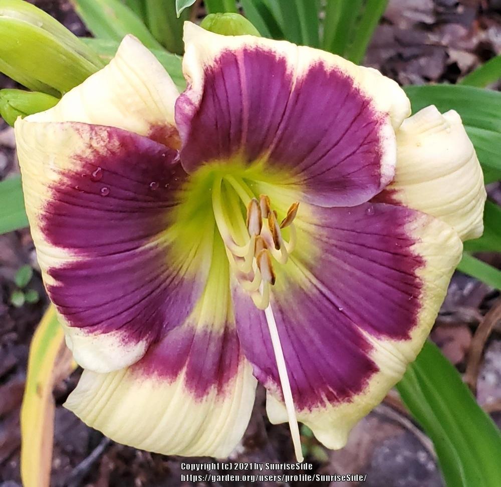 Daylily (Hemerocallis 'Blue Delicious') in the Daylilies Database