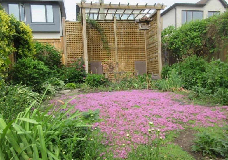 Creeping Thyme (Thymus serpyllum 'Pink Chintz') in the Thymes Database