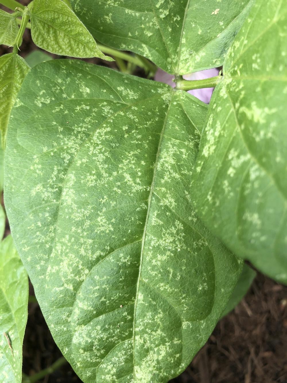 Spots on green bean leaves in the Ask a Question forum