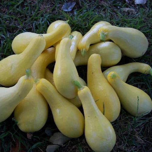 Summer SquashCrookneck (Cucurbita pepo 'Mabel') in the Gourds