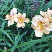 Location: Gardenfish garden Date: May 31 20204 blooms at one time, color is paler than normal