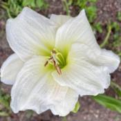 Location: Robertsdale, ALDate: 6/3/21Morning