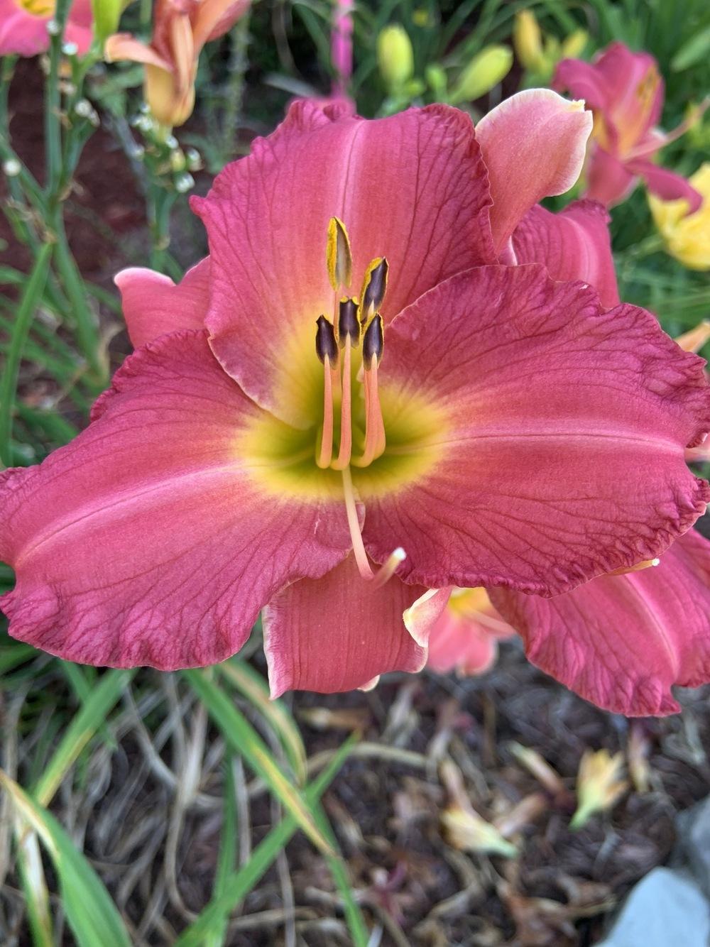 Daylily (Hemerocallis Up Roses') in the Daylilies Database