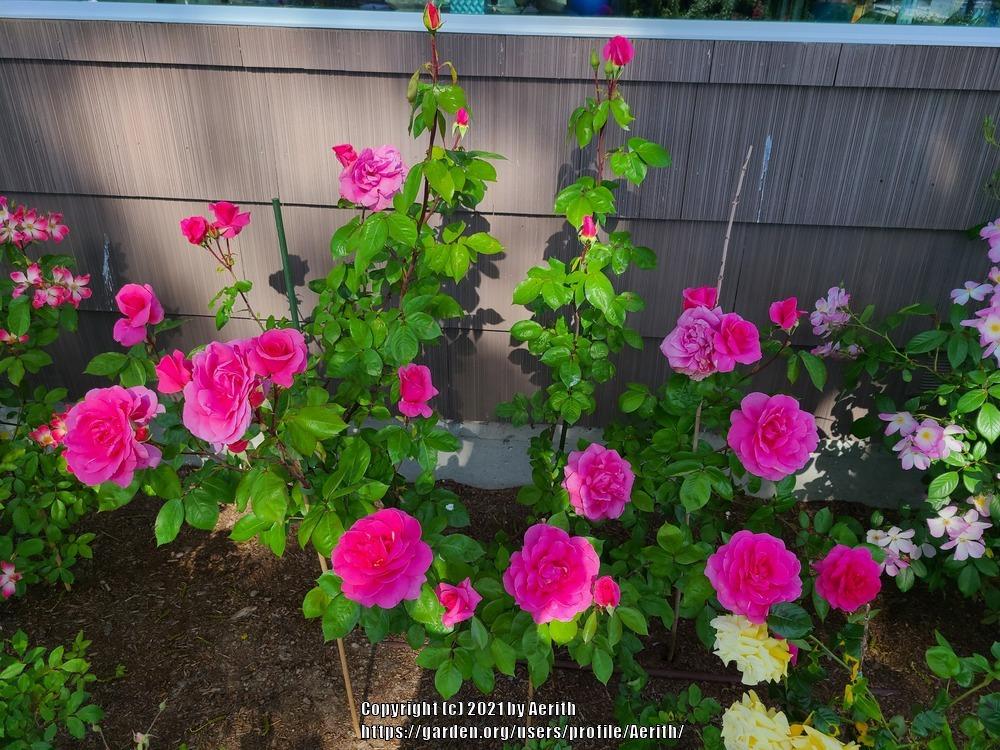 How do I root rose bush trimmings for propagation? in the Roses forum