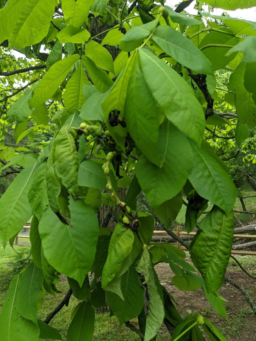 Shagbark Hickory Galls? in the Ask a Question forum