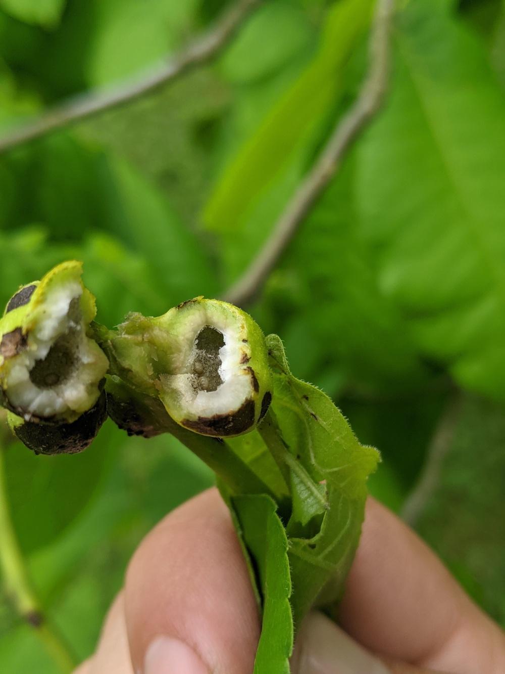 Shagbark Hickory Galls? in the Ask a Question forum