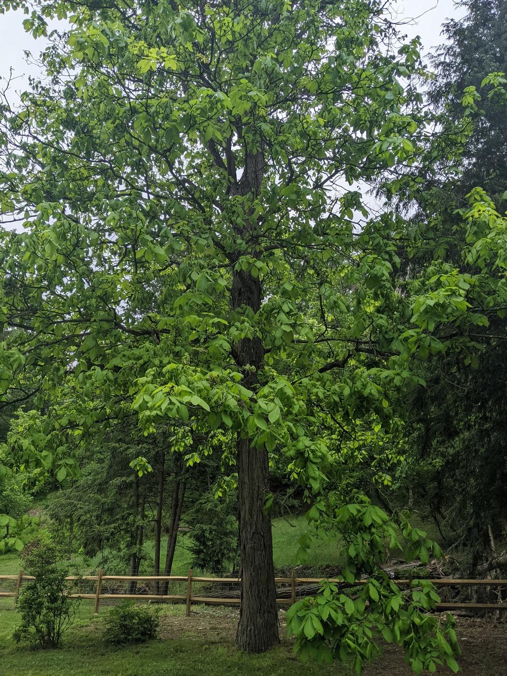 Shagbark Hickory Galls? in the Ask a Question forum