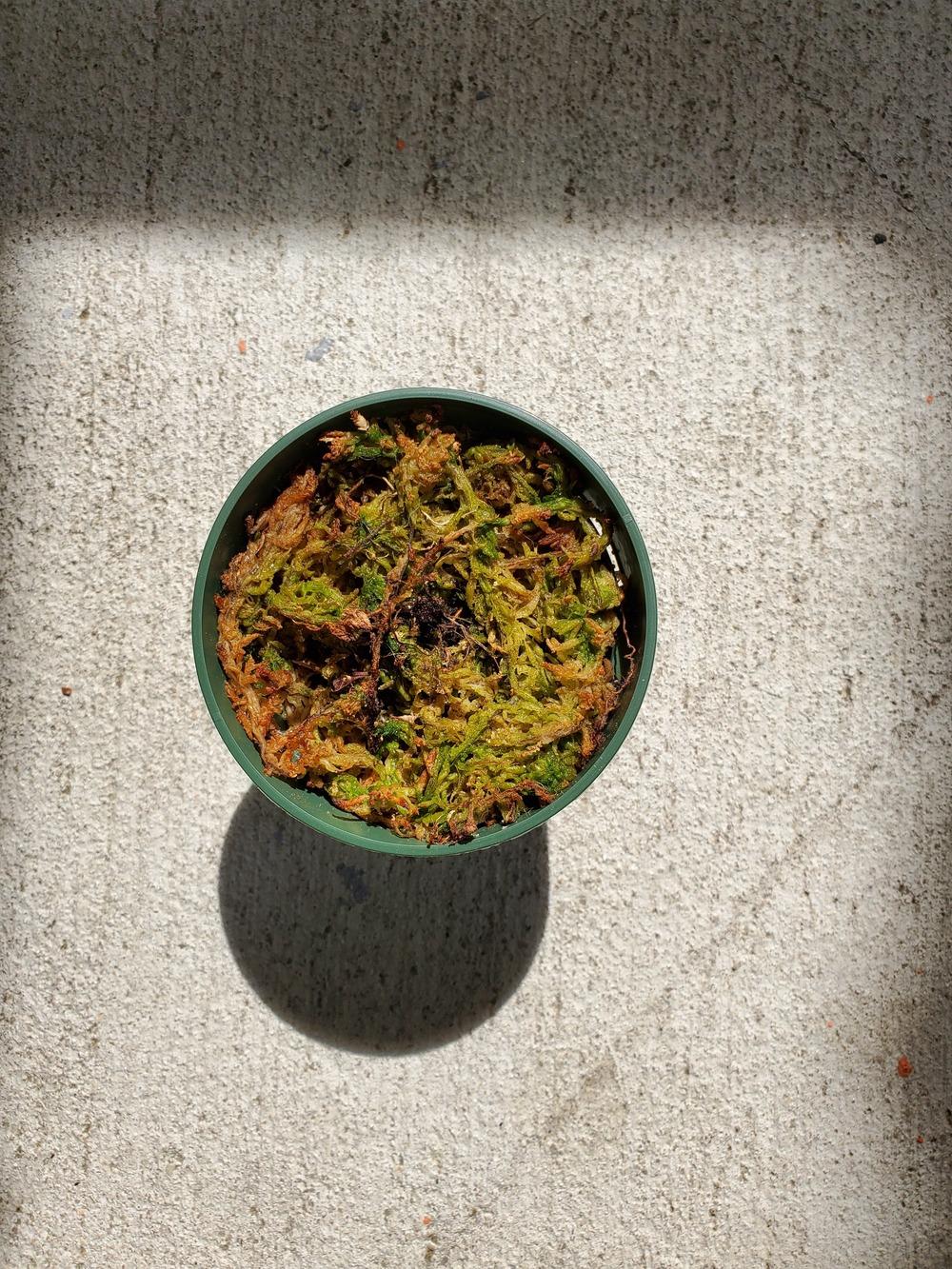 Pitcher Plant from Lowe's Terrarium Set in the Carnivorous Plants forum