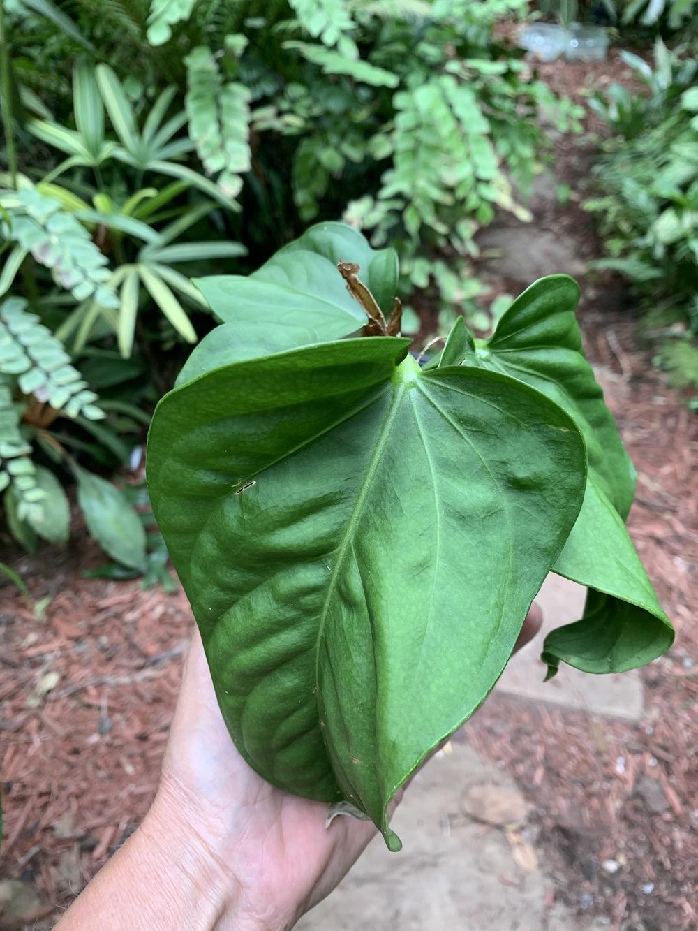 Anthurium pulcachense in the Anthuriums Database - Garden.org