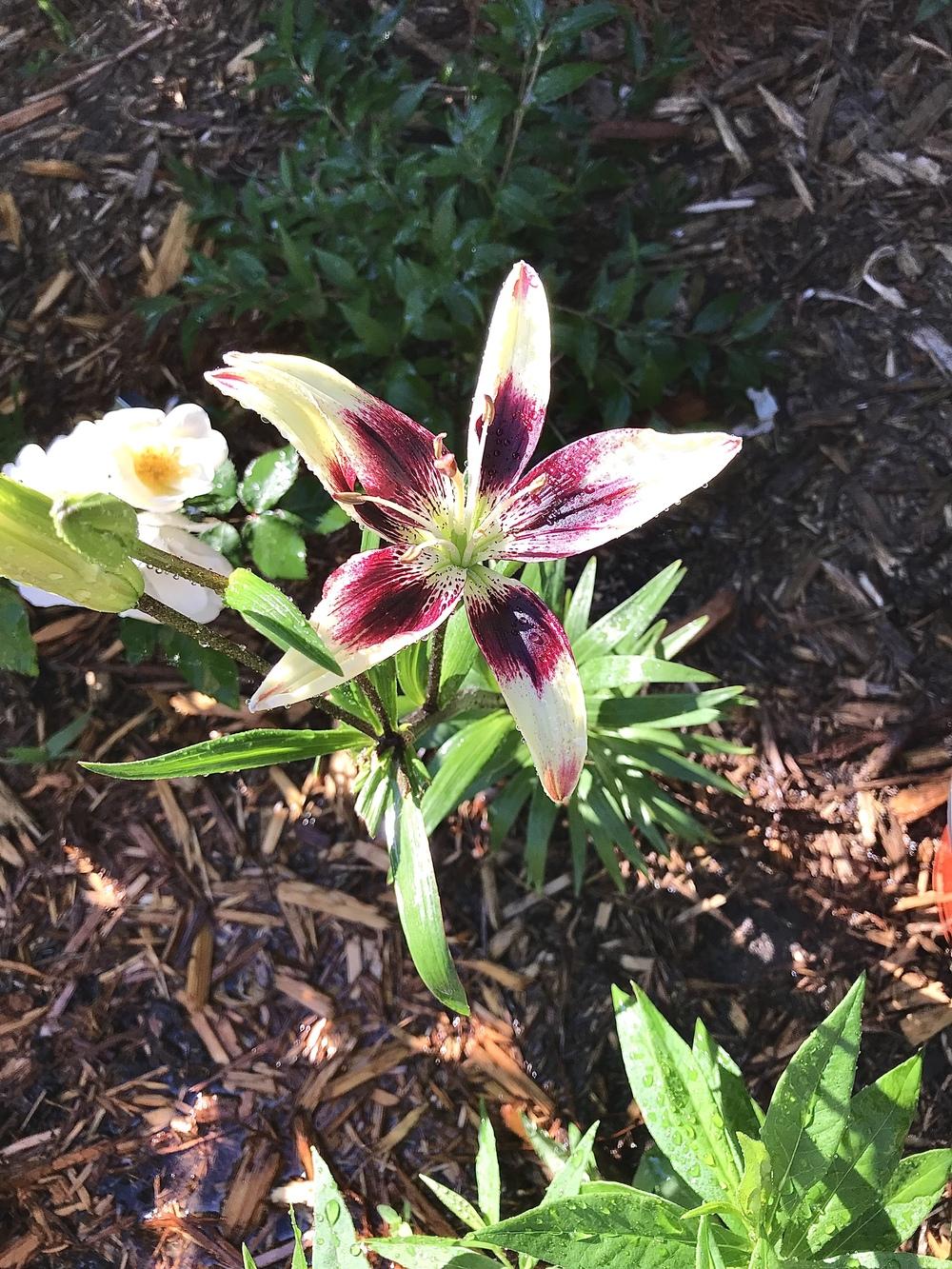 Photo of the entire plant of Lily (Lilium ‘Patricia’s Pride’) posted by