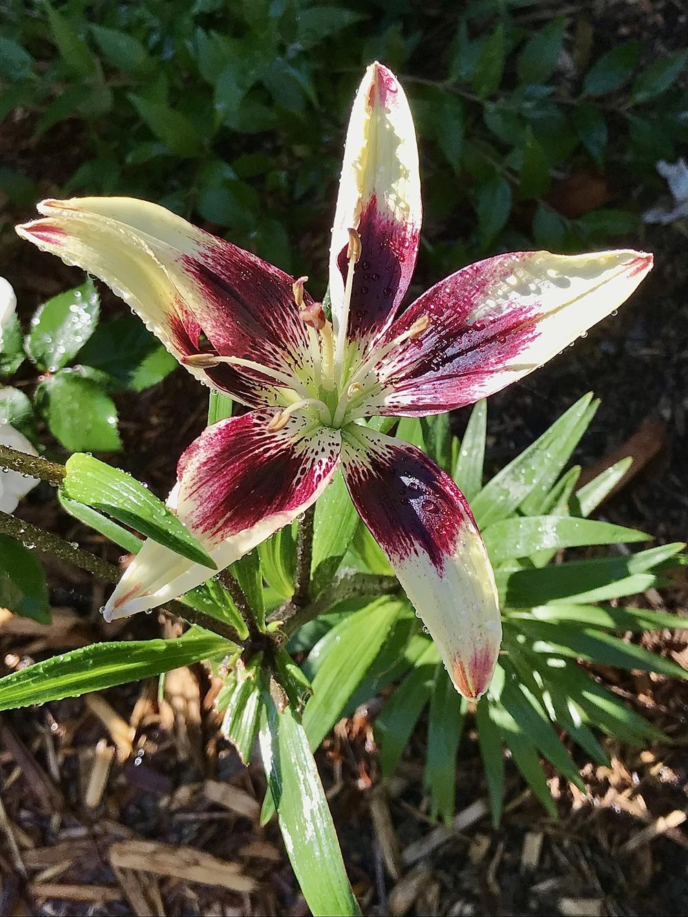 Photo of the bloom of Lily (Lilium ‘Patricia’s Pride’) posted by