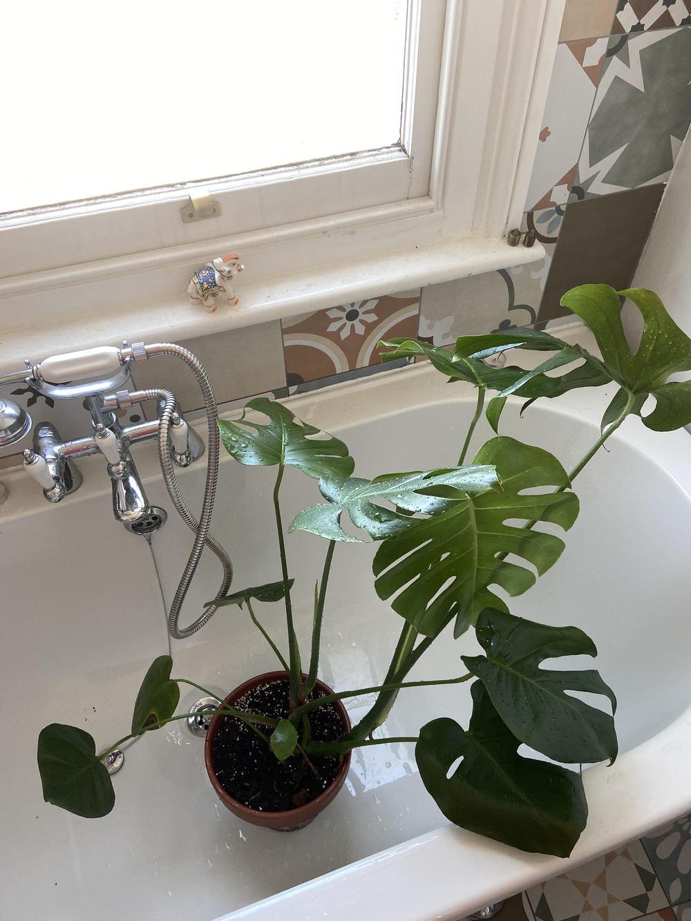 Is this leaf spot disease on my Swiss Cheese plant? in the Pests and Diseases forum