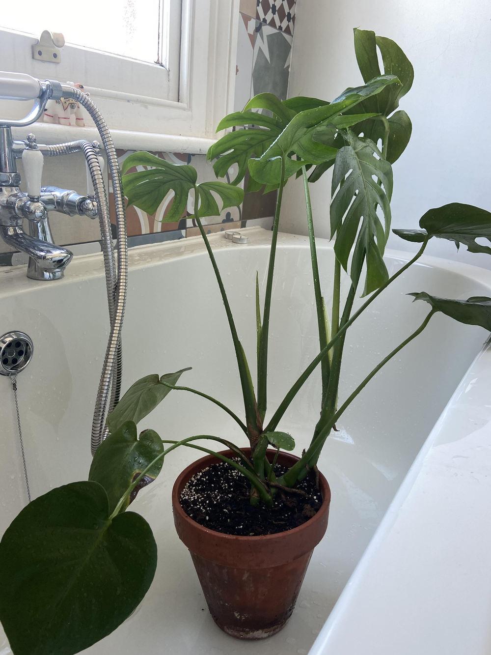 Is this leaf spot disease on my Swiss Cheese plant? in the Pests and Diseases forum