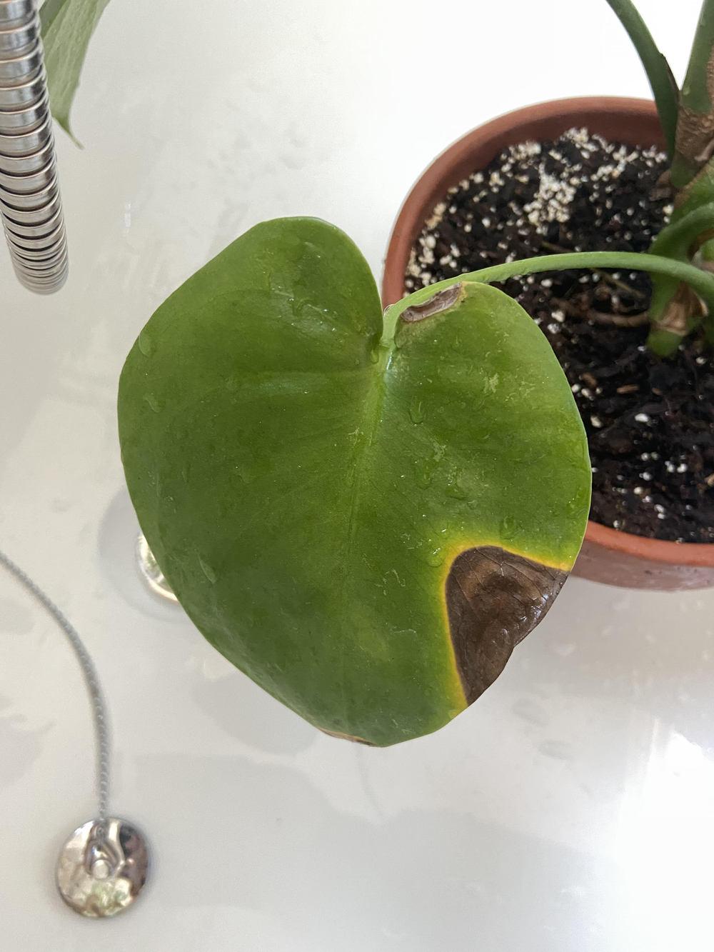 Is this leaf spot disease on my Swiss Cheese plant? in the Pests and Diseases forum