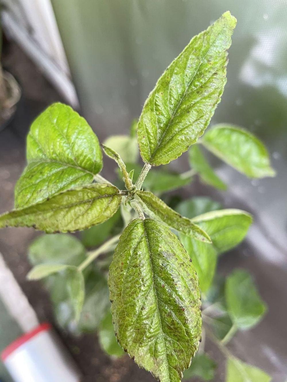 Fuji Apple Tree leaves turning black and brown in the Houseplants forum