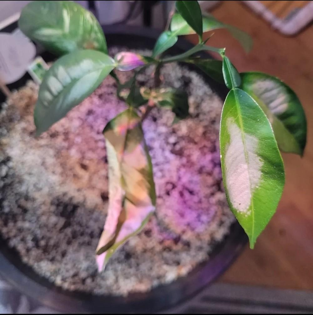 Potted Navel Orange tree leaves turning white and drying up in the Ask