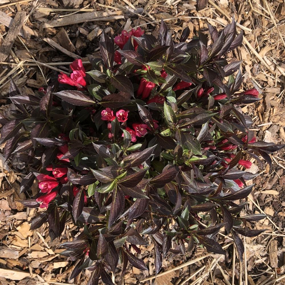 Weigela Electric Love®