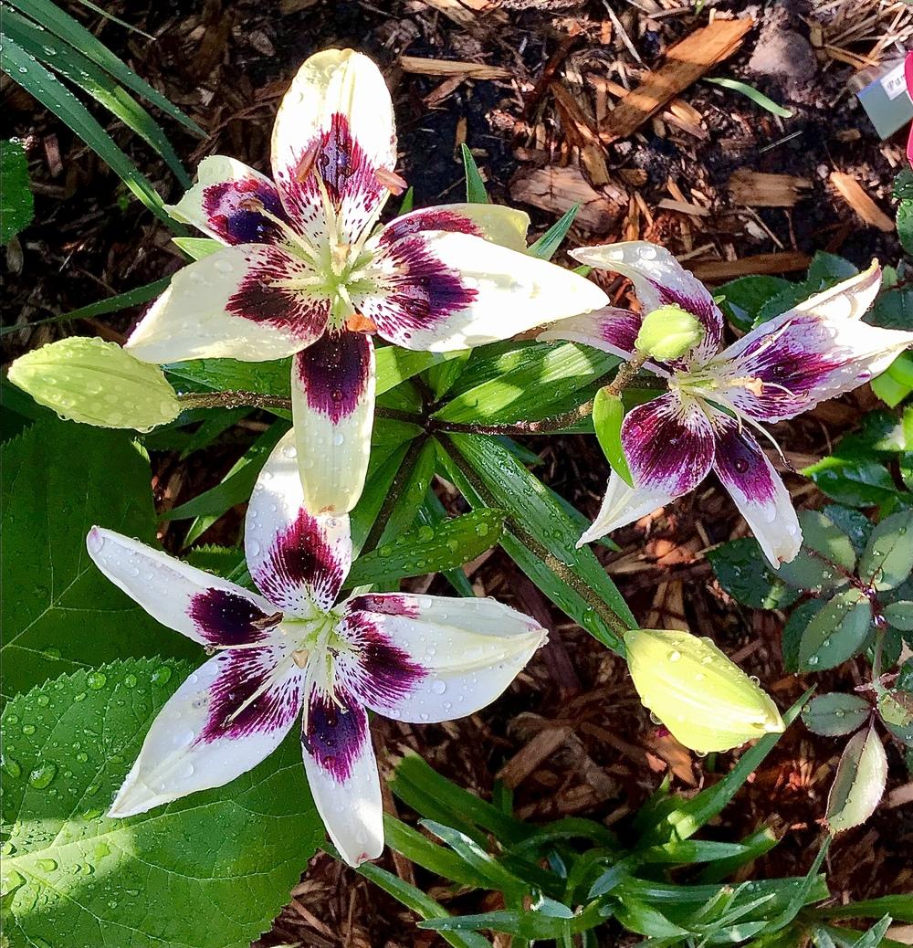 Photo of the bloom of Lily (Lilium ‘Patricia’s Pride’) posted by