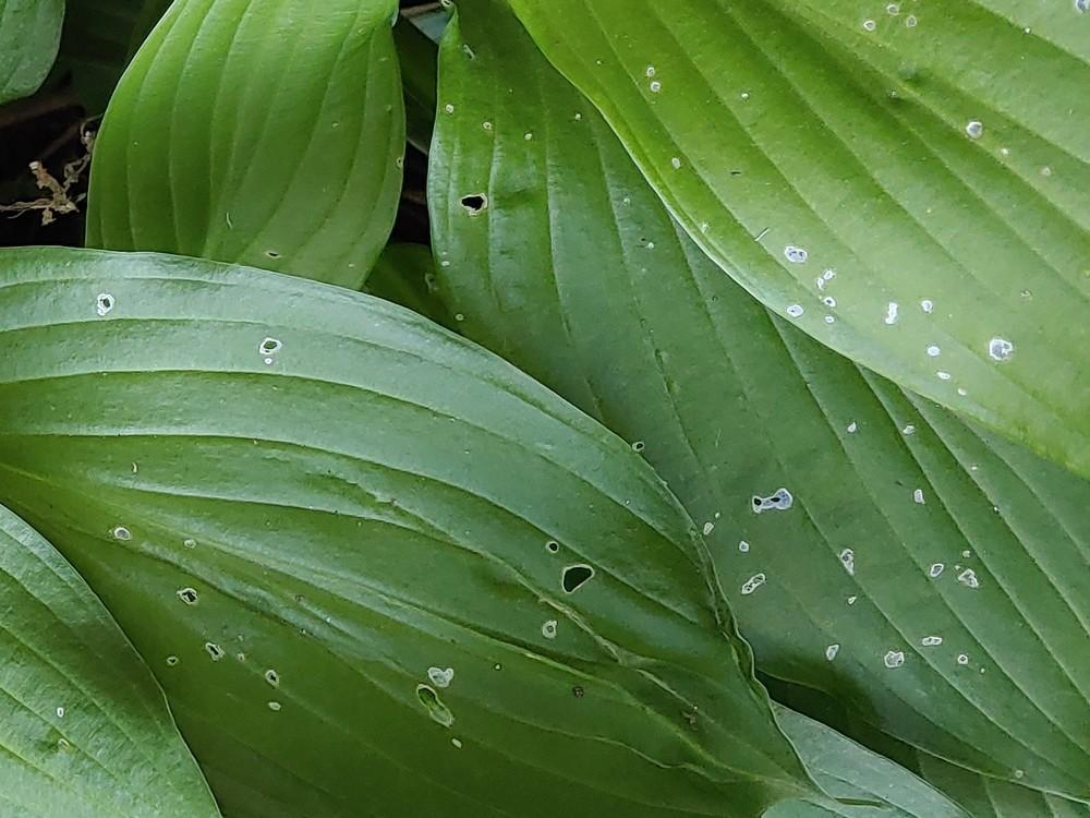 White spots on hostas in the Ask a Question forum