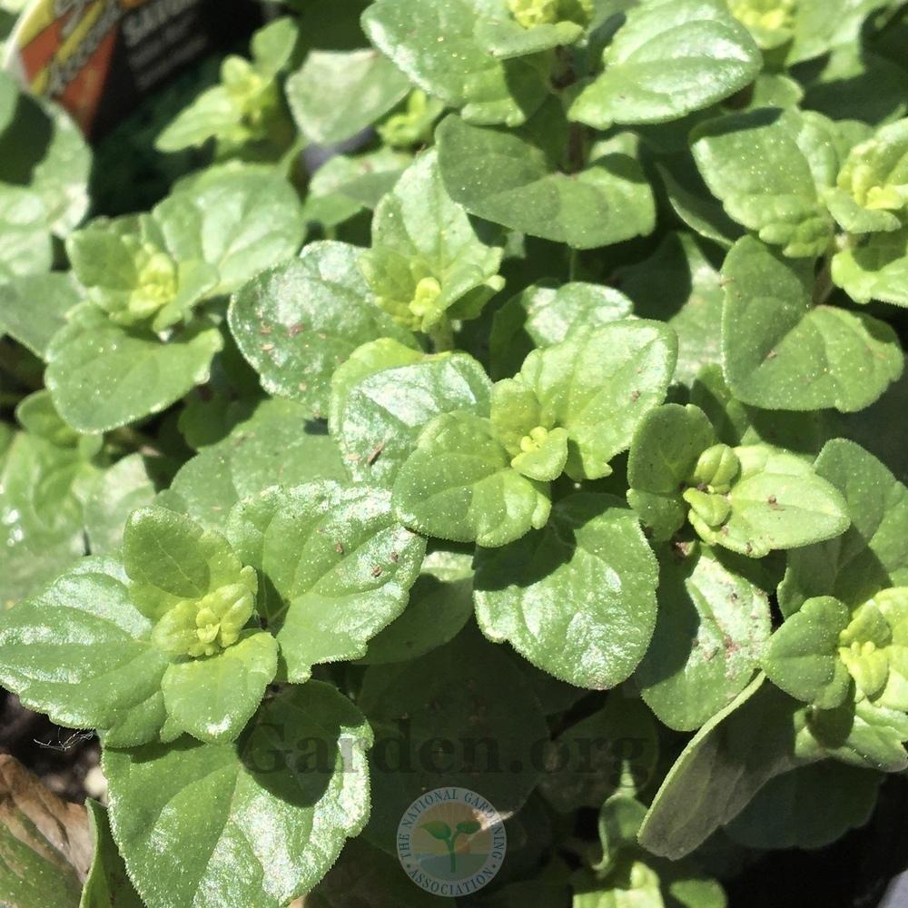 Yerba Buena (Micromeria douglasii Indian Mint®)