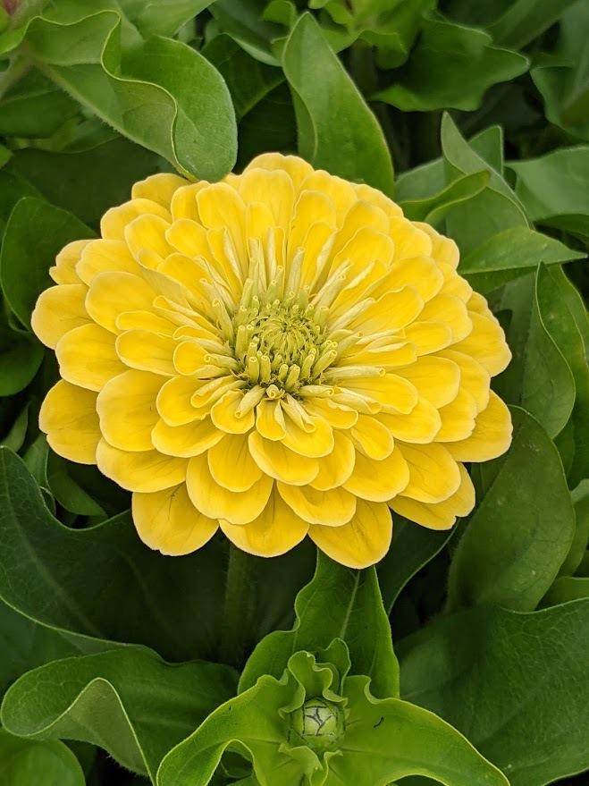 Zinnia (Zinnia elegans Zesty™ Yellow)