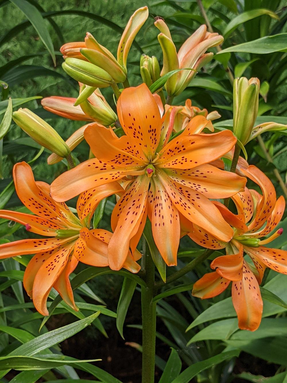 Lily (Lilium 'Must See') in the Lilies Database