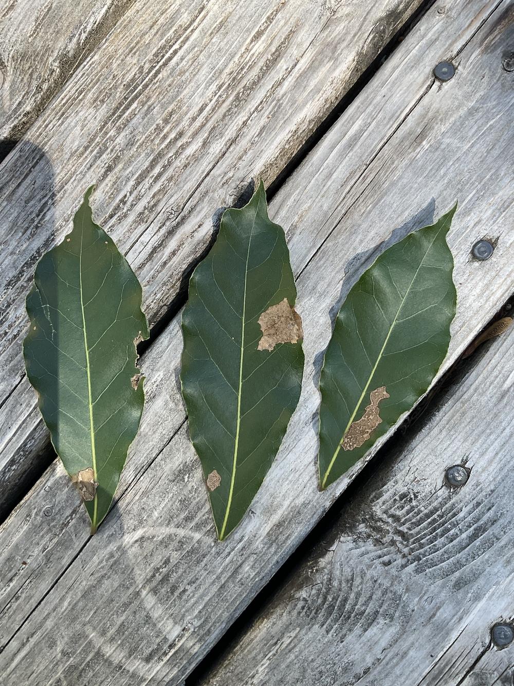 Bay Laurel in the Pests and Diseases forum
