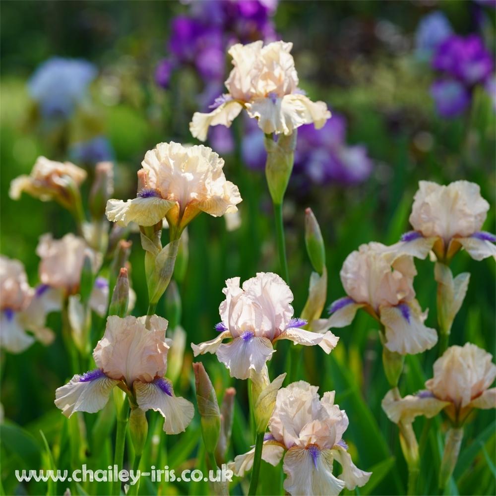 Photo of the entire plant of Intermediate Bearded Iris (Iris
