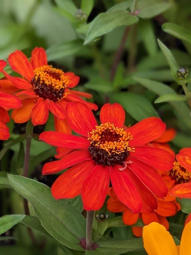 Zinnia 'Profusion Fire'
