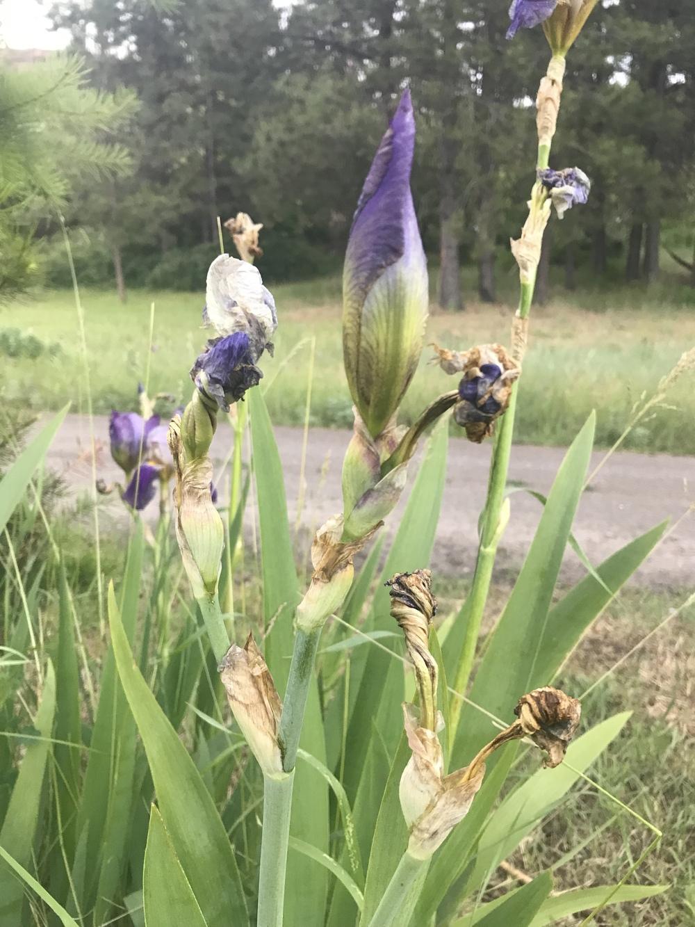 Iris flowers rotting in the Irises forum