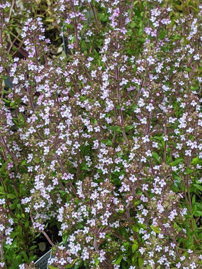 Photo of the entire plant of French Thyme (Thymus vulgaris 'Narrowleaf