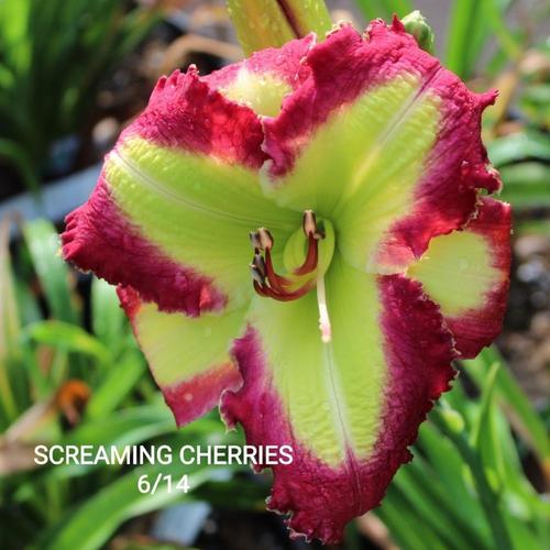 Daylily (Hemerocallis 'Screaming Cherries') in the Daylilies Database