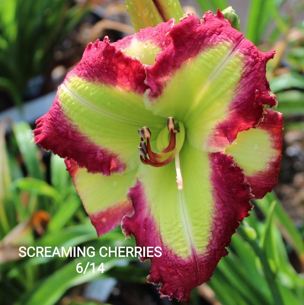 Daylily (Hemerocallis 'Screaming Cherries') in the Daylilies Database