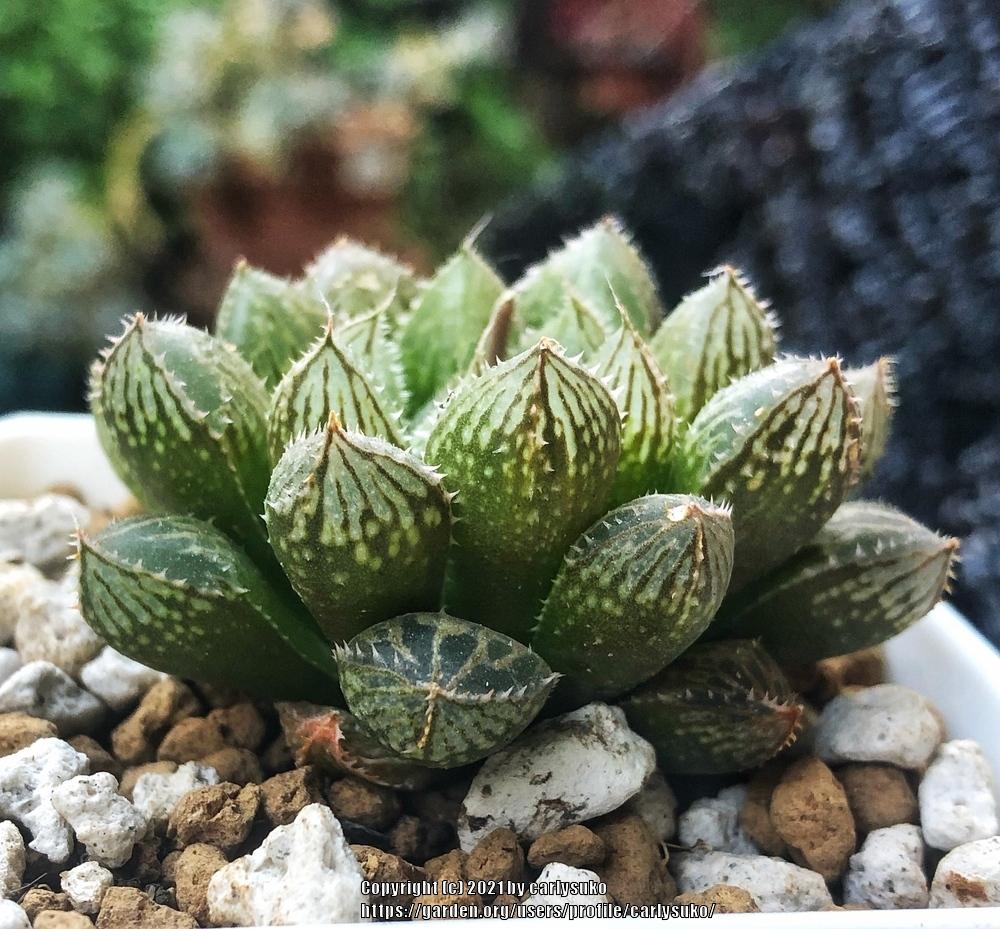 Haworthia 'Mirror Ball'