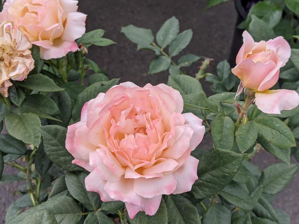 Photo of the entire plant of Rose (Rosa 'State of Grace') posted by Joy