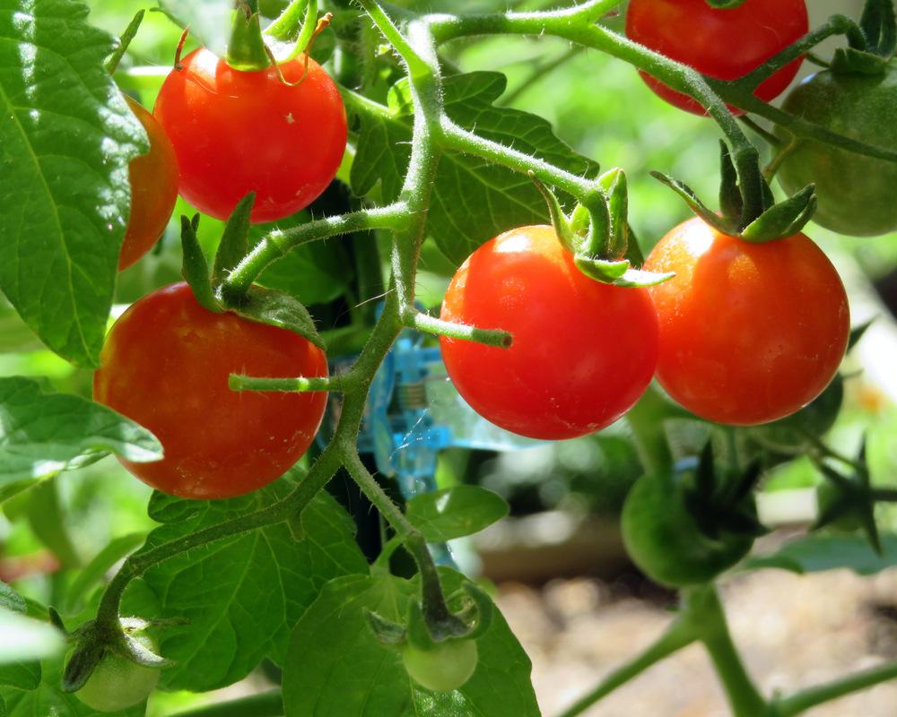 Cherry Tomato (Solanum lycopersicum 'Red Cherry') in the Tomatoes