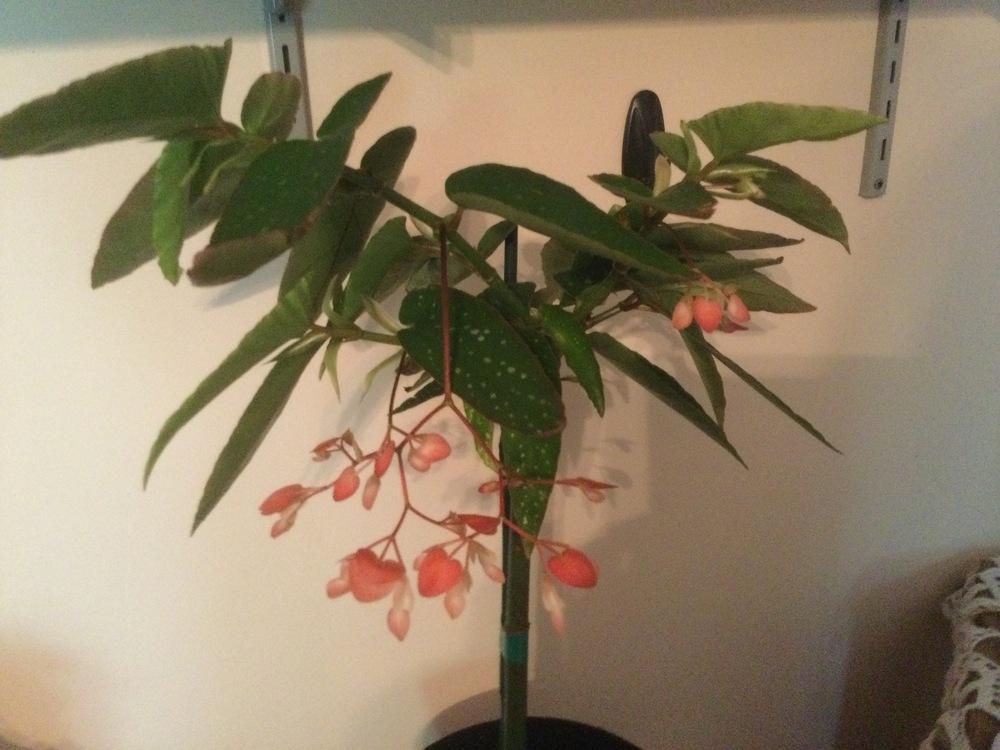 Begonia 'Tamaya' in the Begonias Database