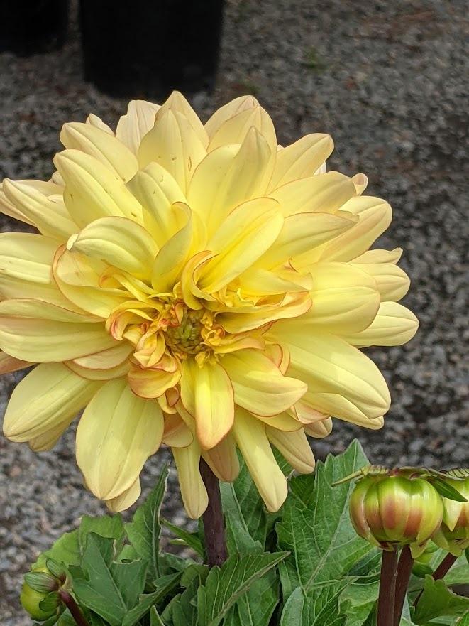 Photo of the bloom of Dahlia (Dahlia pinnata Venti™ Tequila Sunrise