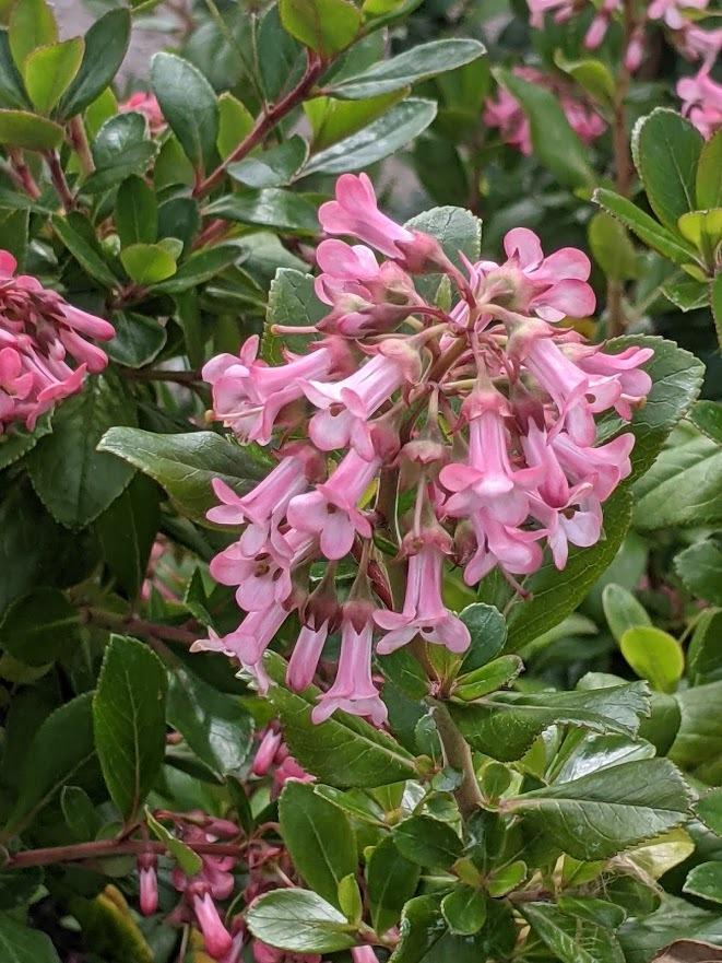 Escallonia (Escallonia x exoniensis 'Pink Princess')